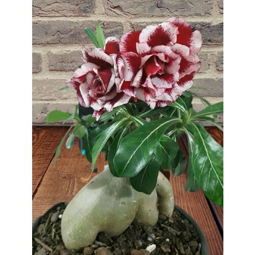 ���������� ������� African Breeze, ����������� ����, ������