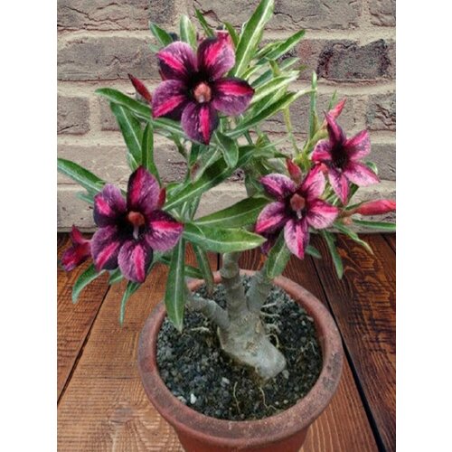 ���������� ������� Dark jade, ������ ������, ������