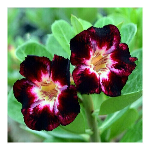 , Adenium Obesum Desert Rose BLACK CLUB, ,    , -, 