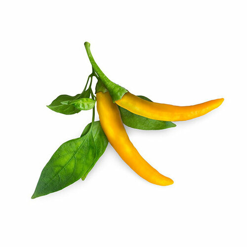 Click And Grow   Click And Grow Yellow Chili Pepper 3 .    Click And Grow      , -, 