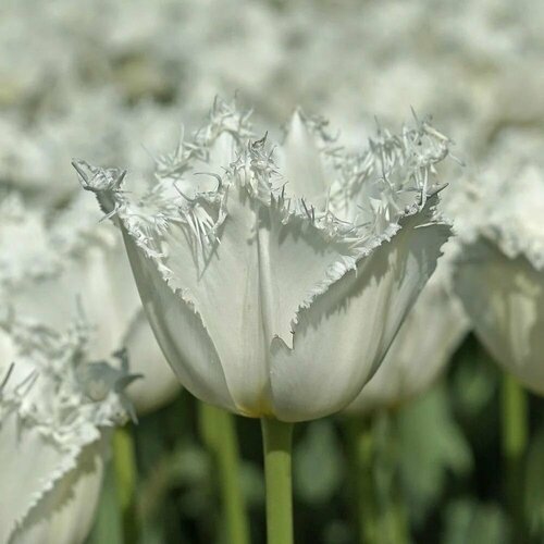 ���������� �������� ����������� , �������� ���� NORTHPOLE ( 5 ����)