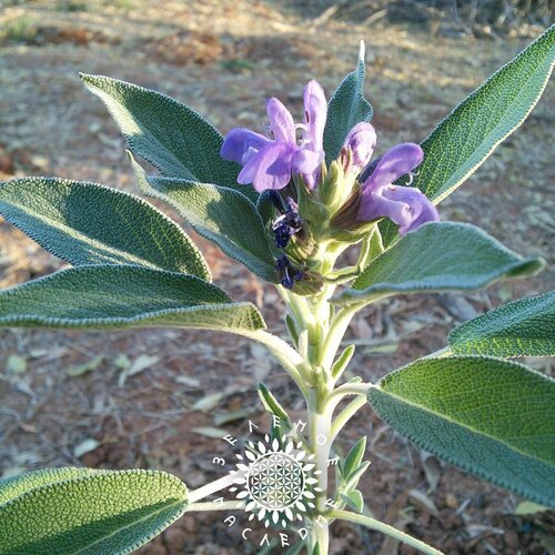     (. salvia officinalis) 30  Green Legacy