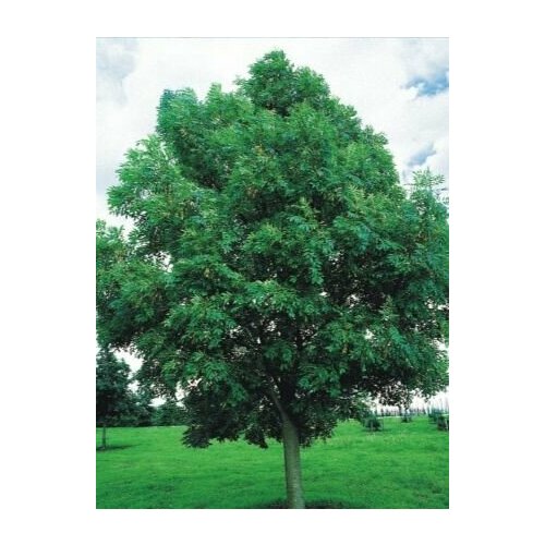 ���������� ������ ����� �������, �������������, ���������� ������, 20 ��