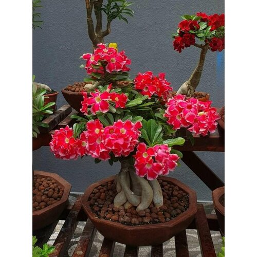 ���������� ������ �������� ���������� (����� ���� 10��)