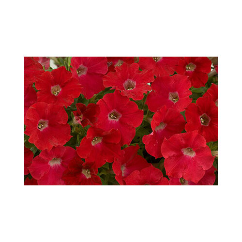 ���������� ������ ������� ������� �������� 8�� ��� 25�� (������)