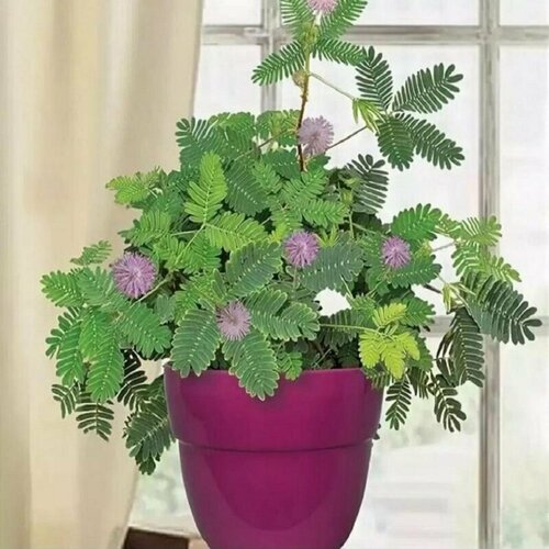 ���������� ������ ���������, ���������, ���������, ������