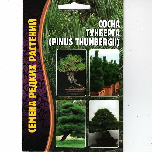���������� ����� �������� /pinus thunbergii, ������, �������� ��� ������( 1 �� : 10 ����� )