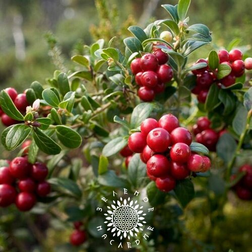 ���������� ������ ������ - �������� ����� - ����������� (���. Vaccinium Oxycoccus) 15��