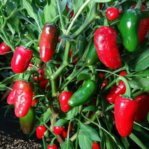 ���������� ������������� ������ ����� ������� ������ ���������