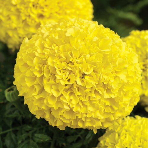 ���������� �������� (������� ������������) F1 ���� ����� ���������� � ��������� ��������� �������� ���������� ������-�������� ����� ��������� �� 11 ��, 10 �����