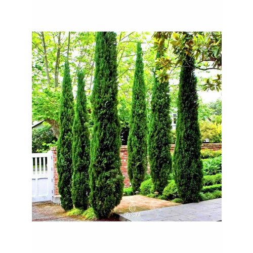 ���������� ������, ������� �������������