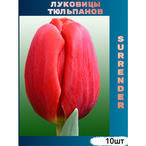   Surrender ( 10 )   , -, 