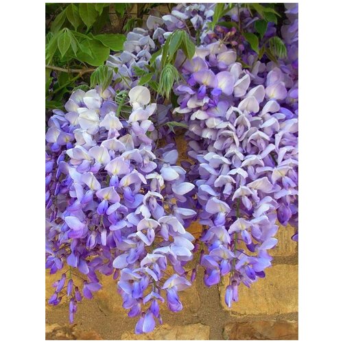   Blue Moon  (Wisteria Blue Moon), 5    , -, 