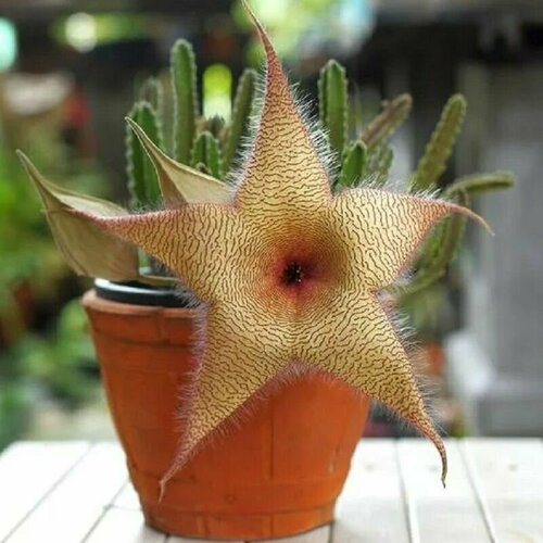 ���������� �������� ����������, Stapelia Gigantea, ����������, ������