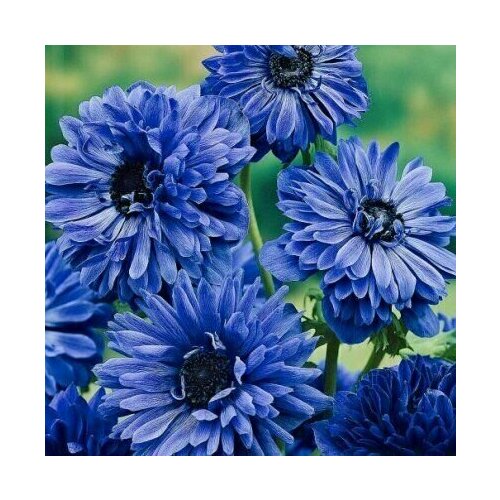 ���������� ������� ������� �. �. 8+ ���� ��������� 9 ��.