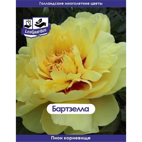 ���������� ���� ���������, ���������, 1�� (��)