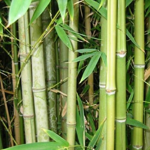   , Bambusa arundinacea 25 .   , -, 