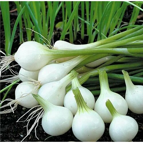 ���������� ������������� ������ ���� �� ������ ������