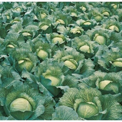 ���������� ������������� ������ ������� �/� ������� F1