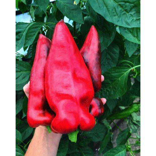 ���������� ������������� ������ ����� �������� �������� �����