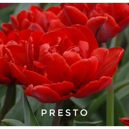   ,   PRESTO ( 8 )   , -, 