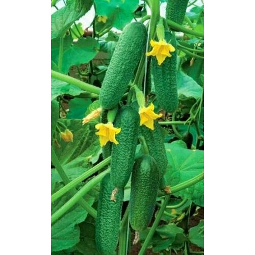 ���������� ������������� ������ ������ ����� F1