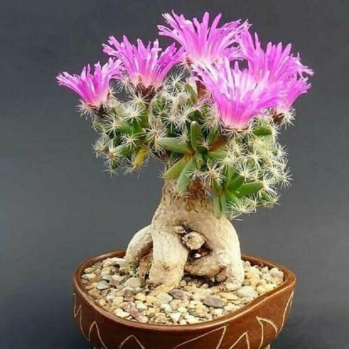 ���������� ������������ ������, Trichodiadema Densum, ����������, ������