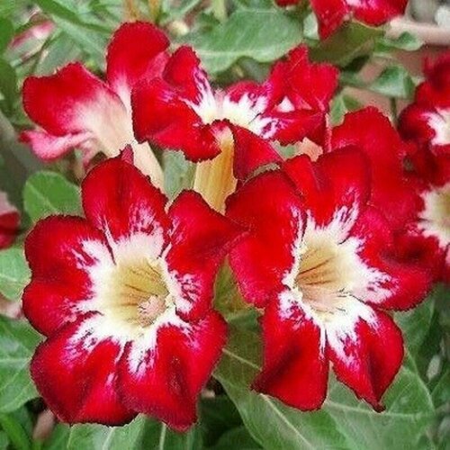 ���������� �������, Adenium Obesum Desert Rose Flame of Love, ����� �����, ������