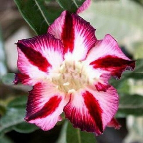 , Adenium Obesum Desert Rose FABULOUS, ,    , -, 