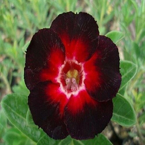  , Adenium Obesum Desert Rose Star of Black Night, , 