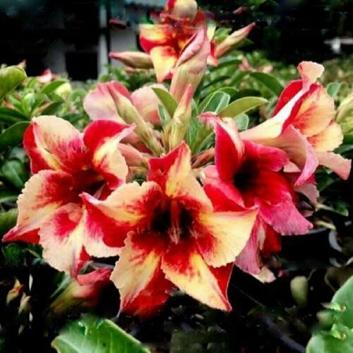 ���������� �������, Adenium Obesum Desert Rose King fragrant star, ������ ��������� ������, ������