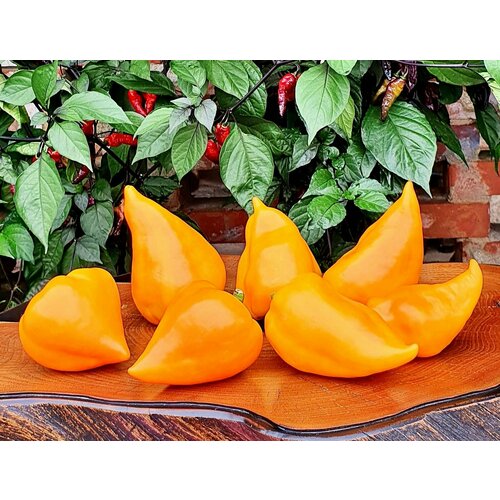 ���������� ������ ����� ������� ���� ��������� (Lesya Orange) / Seeds And Goods / � �������� zip-lock ��� ���������� 15 �����