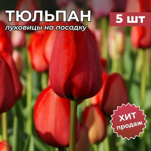 ���������� �������� �������� �� ������� 