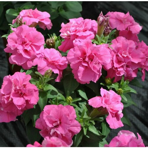 ���������� ������� �������� �������������� F1 ���, ������-�������, �������������� ��������, ��������� � ��������������� �������� ��������, 10 �����