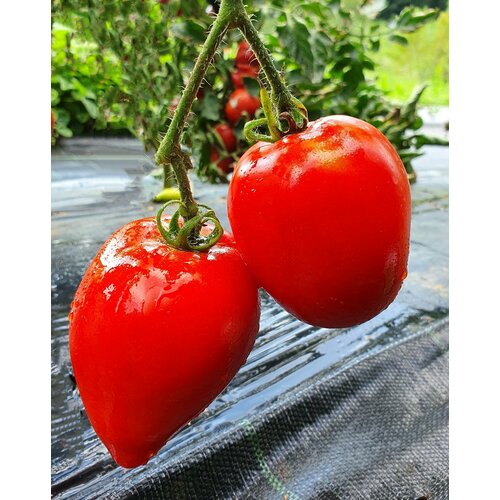 ���������� ������ ������ ���� ����� (Mama Leone) / Seeds And Goods / � �������� zip-lock ��� ���������� 10 �����