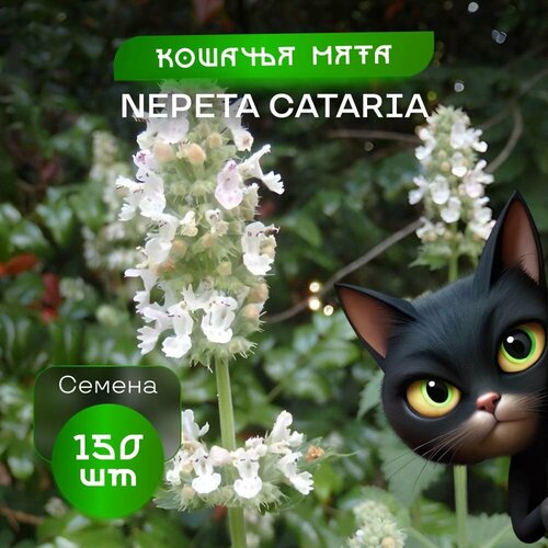   , 150 ,  Nepeta   , -, 