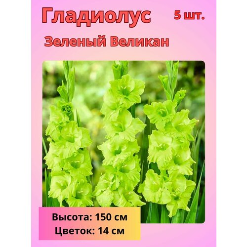 ���������� ��������� ���������������, �������� ���������� 5 ��