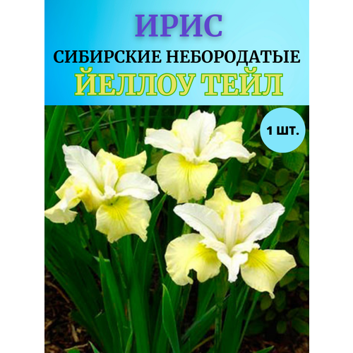 ���������� ���� �������� ������ ����, ����������� �����