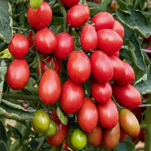 ���������� ����� F1 ����� ������� 5 ���� ����� ������� ������