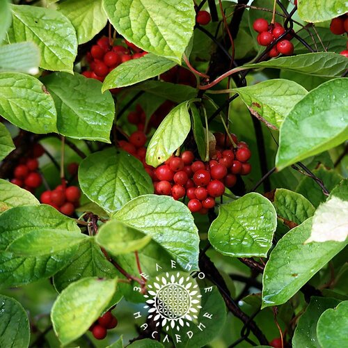     -   -  (. Schisandra chinensis) 20