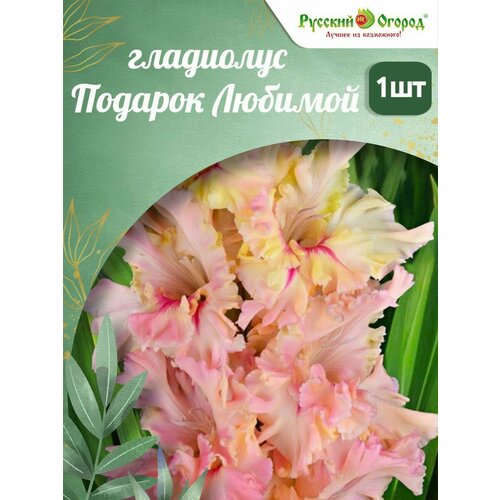 ���������� ���������� ������� ������ 