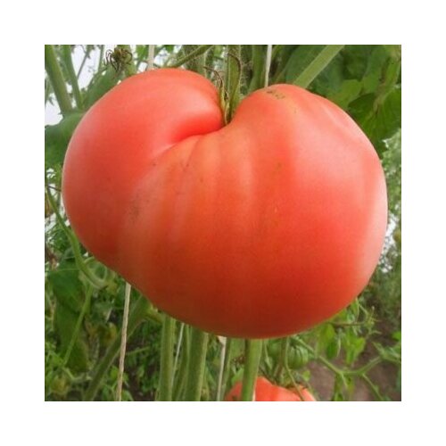 ���������� ������������� ������ ������ 