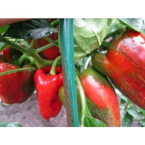 ���������� ������������� ������ ����� �������� ������� F1/