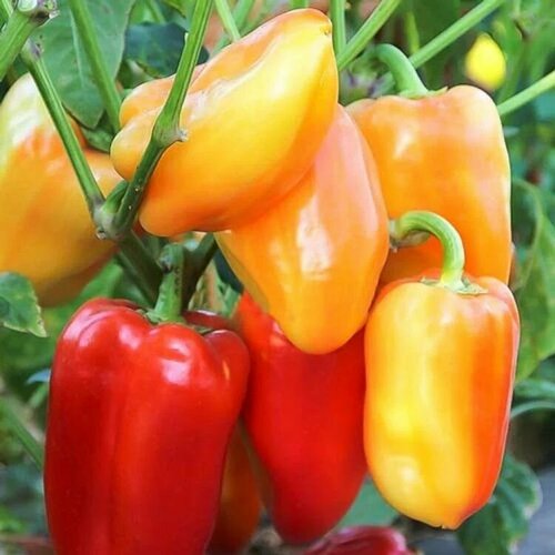 ���������� ������������� ������ ����� �������� ����� F1