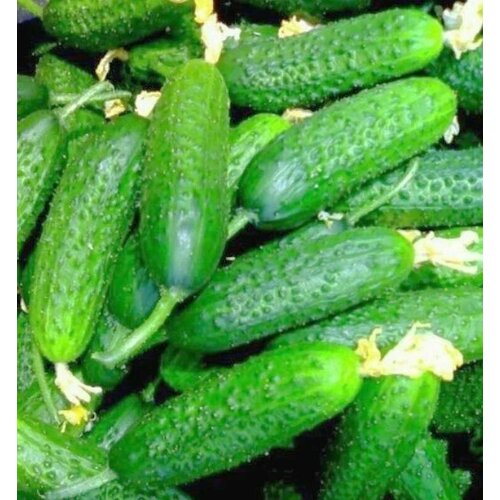 ���������� ������������� ������ ������ ��������� 36/