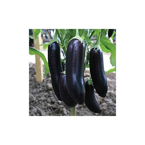 ���������� ������������� ������ ��������� ������ F1