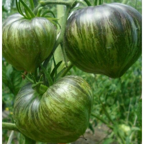 ���������� ������������� ������ ������ �������� ������� ����������� VT 16