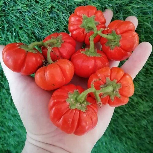 ���������� ������ ������ �������� ��������� ������� ��������� 5 ��.