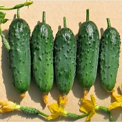 ���������� ������������� ������ ������ F1 ��������� ������