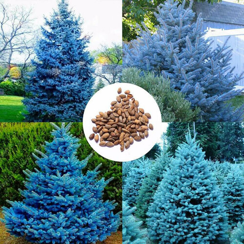 ���������� ������ ������� ��� � ���������: ������ 50 �� ��� ����������� + �������